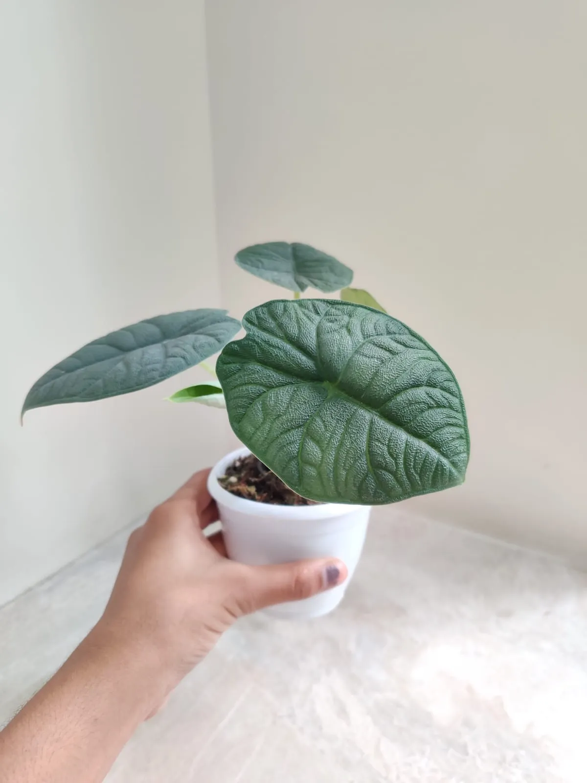 Alocasia Melo plant