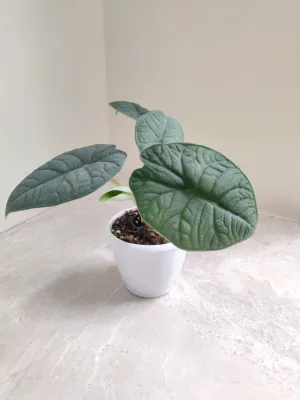 Alocasia Melo plant