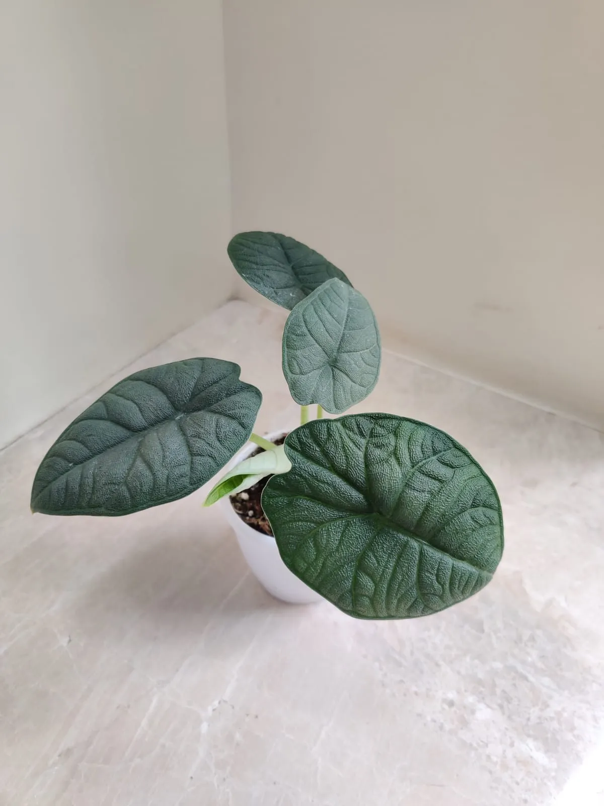 Alocasia Melo plant