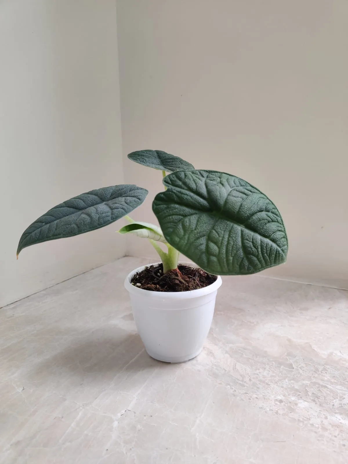 Alocasia Melo plant