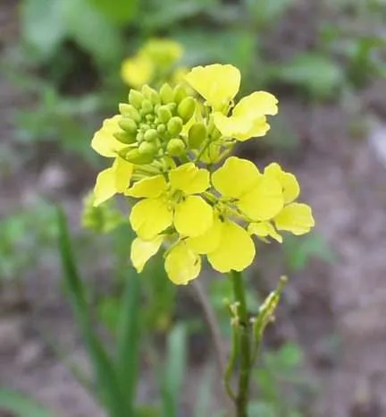 Black Mustard - ORGANIC - Heirloom Vegetable - 200 Seeds