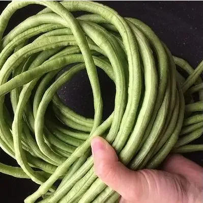 Chinese / Thai Green Yard Long Beans - Heirloom Vegetable - Vigna sesquipedalis - 5 Seeds