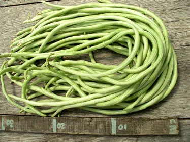 Chinese / Thai Green Yard Long Beans - Heirloom Vegetable - Vigna sesquipedalis - 5 Seeds