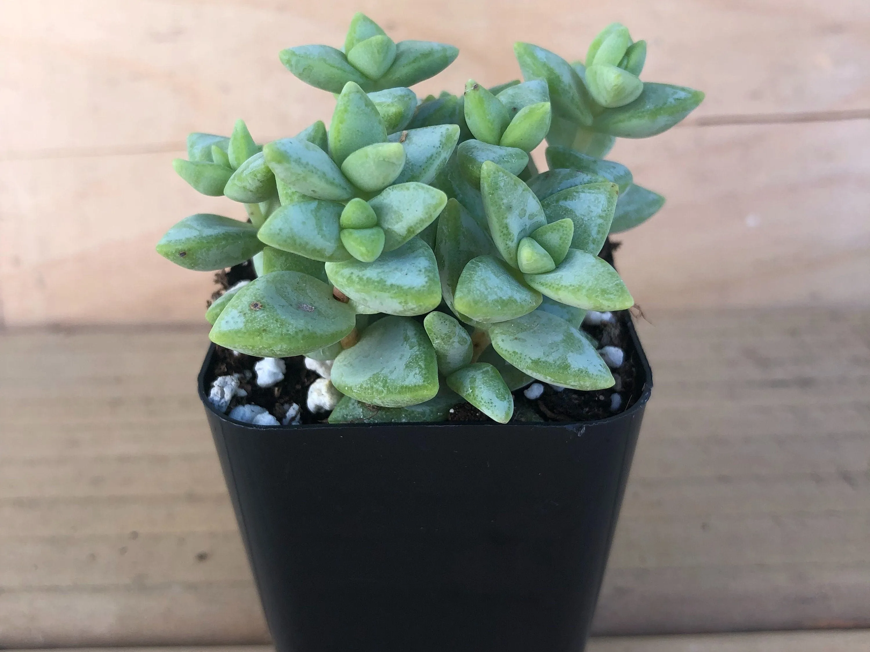 Crassula Tom Thumb | Succulents Plants Live