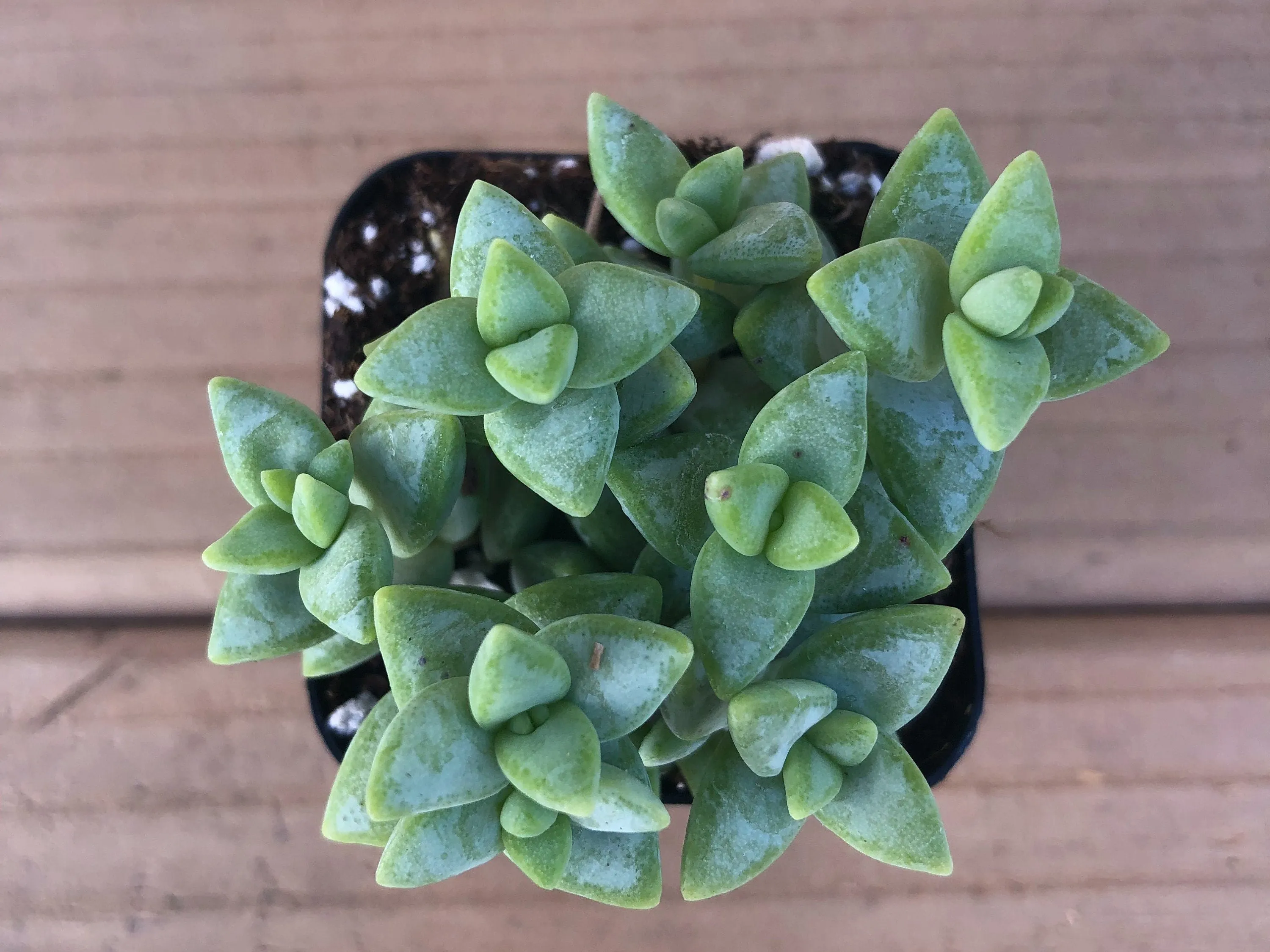 Crassula Tom Thumb | Succulents Plants Live