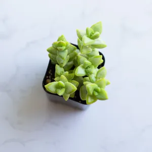 Crassula Tom Thumb | Succulents Plants Live