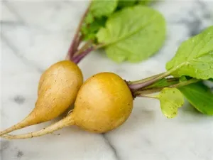 Golden Helios Radish  - Heirloom Vegetable - Raphanus sativus - 50 Seeds