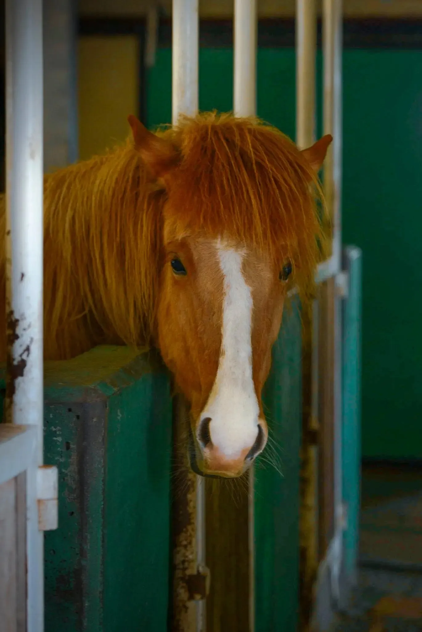 Icelandic Horses: Unique Beauties of Iceland