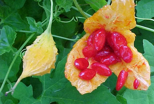 Momordica charantia - Bitter Melon / Gourd - Vegetable - 5 Seeds