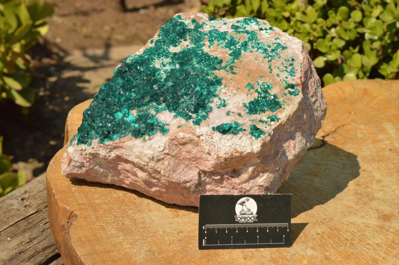 Natural Classic XXL Dioptase Museum Specimen x 1 From Tantara, Congo