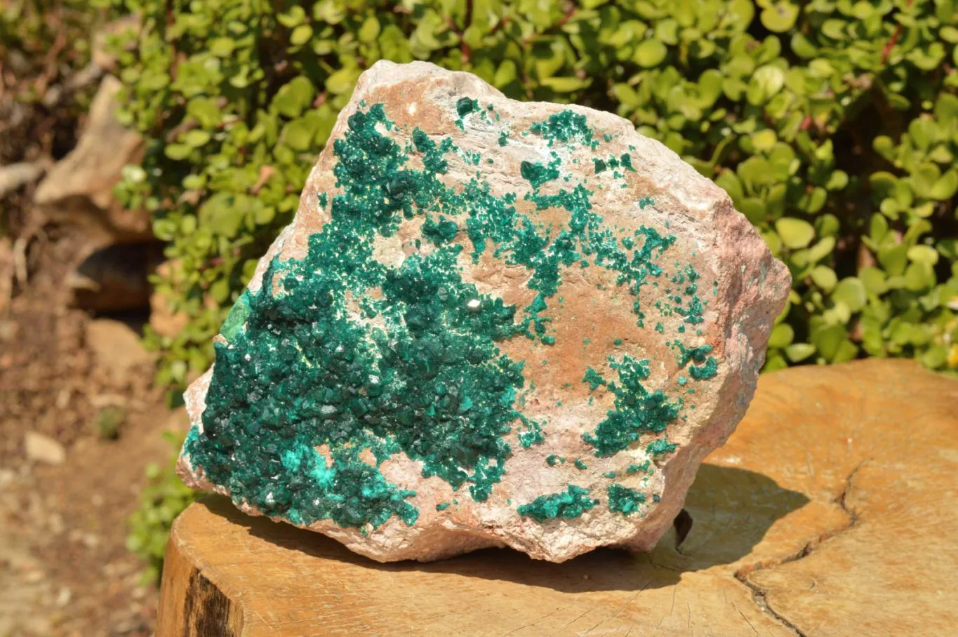 Natural Classic XXL Dioptase Museum Specimen x 1 From Tantara, Congo