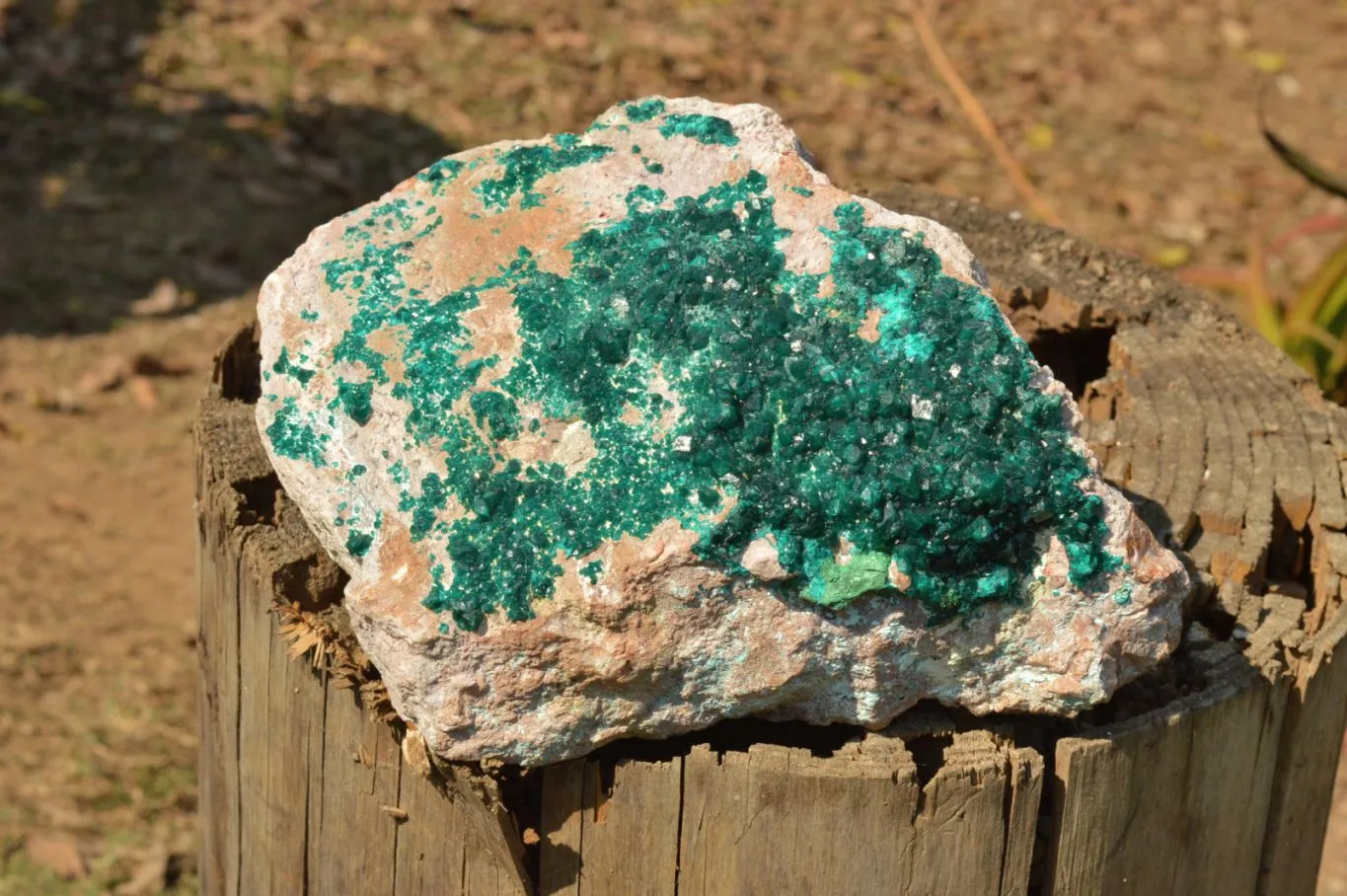 Natural Classic XXL Dioptase Museum Specimen x 1 From Tantara, Congo