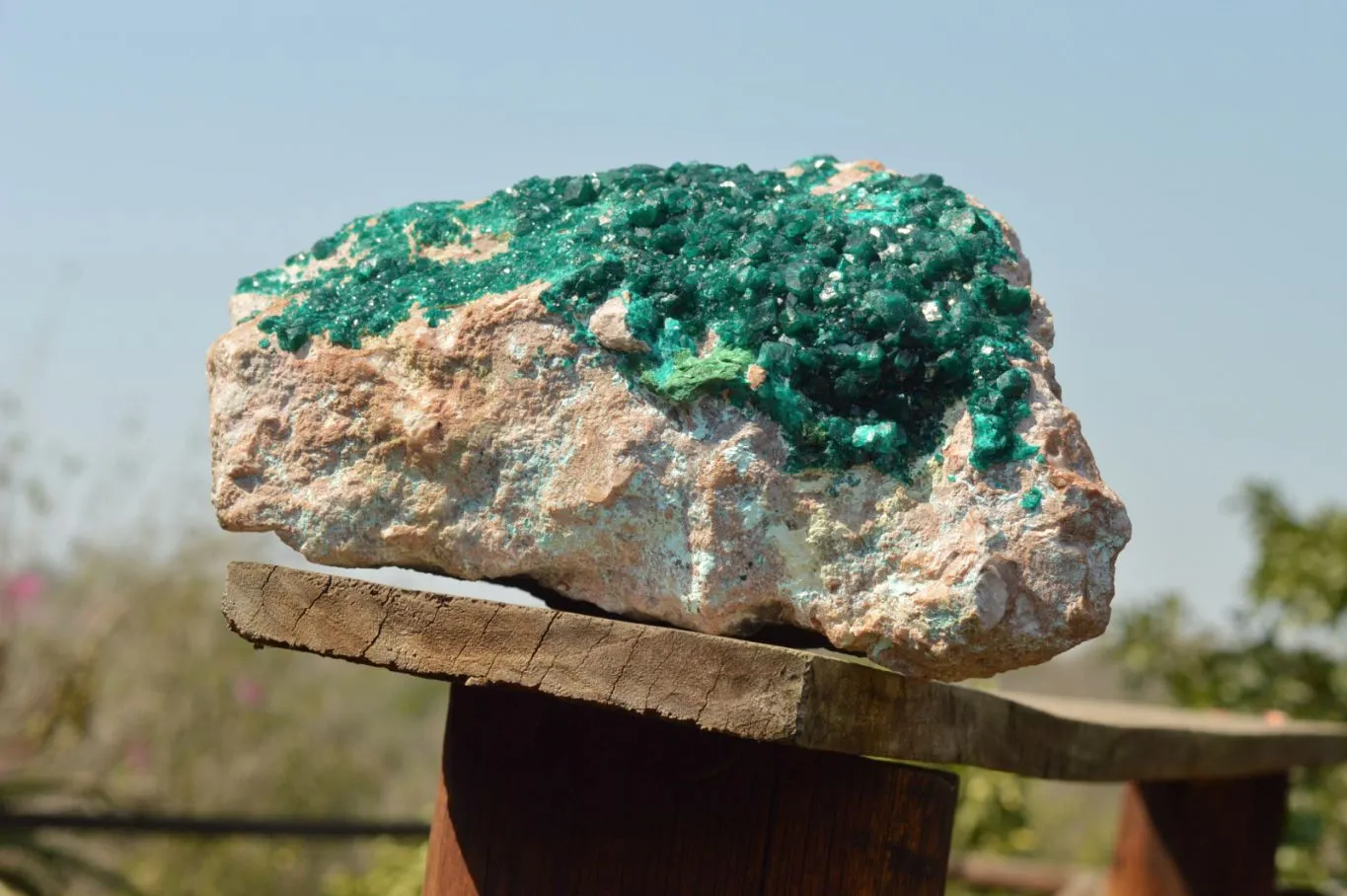 Natural Classic XXL Dioptase Museum Specimen x 1 From Tantara, Congo