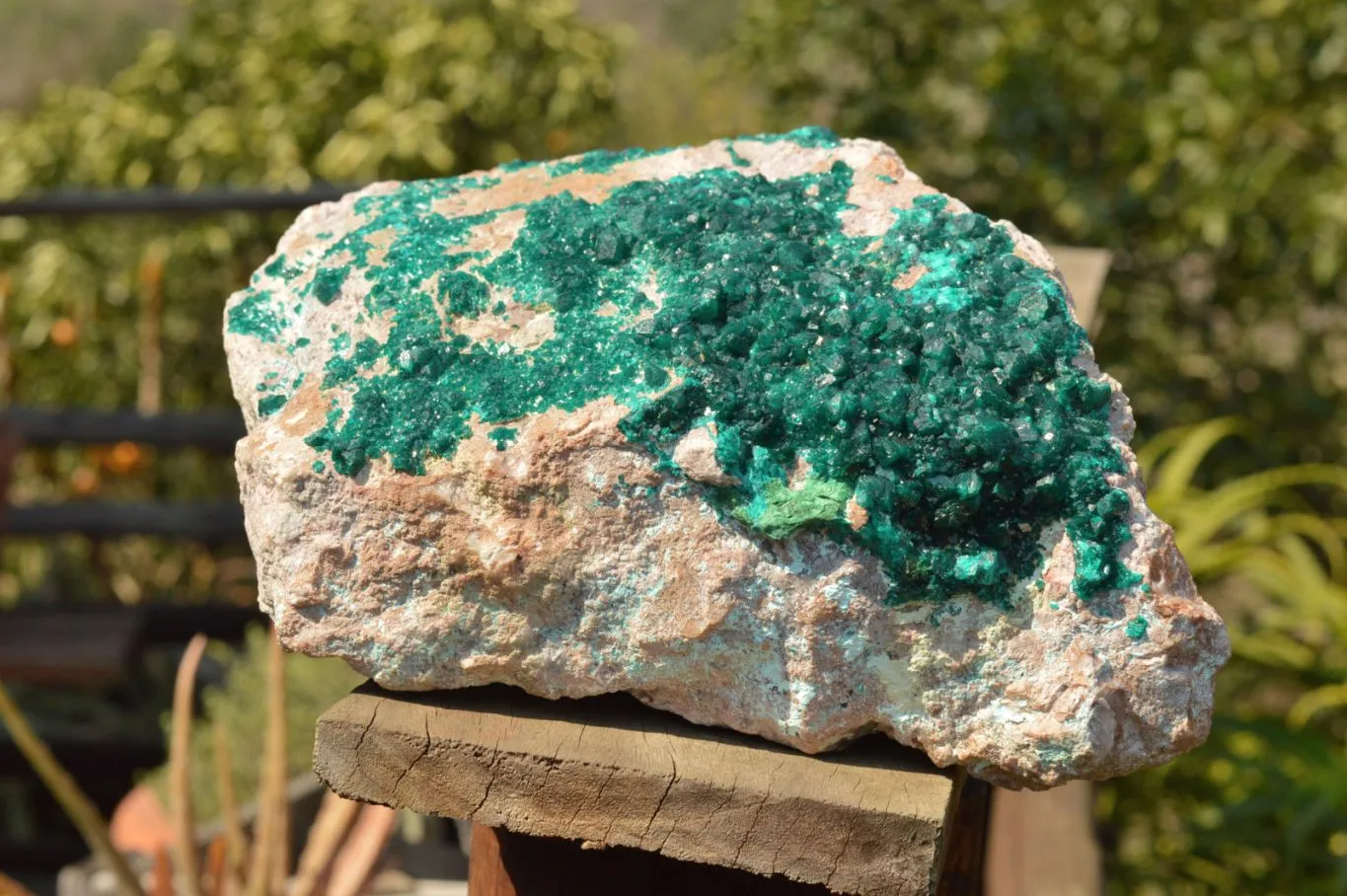 Natural Classic XXL Dioptase Museum Specimen x 1 From Tantara, Congo