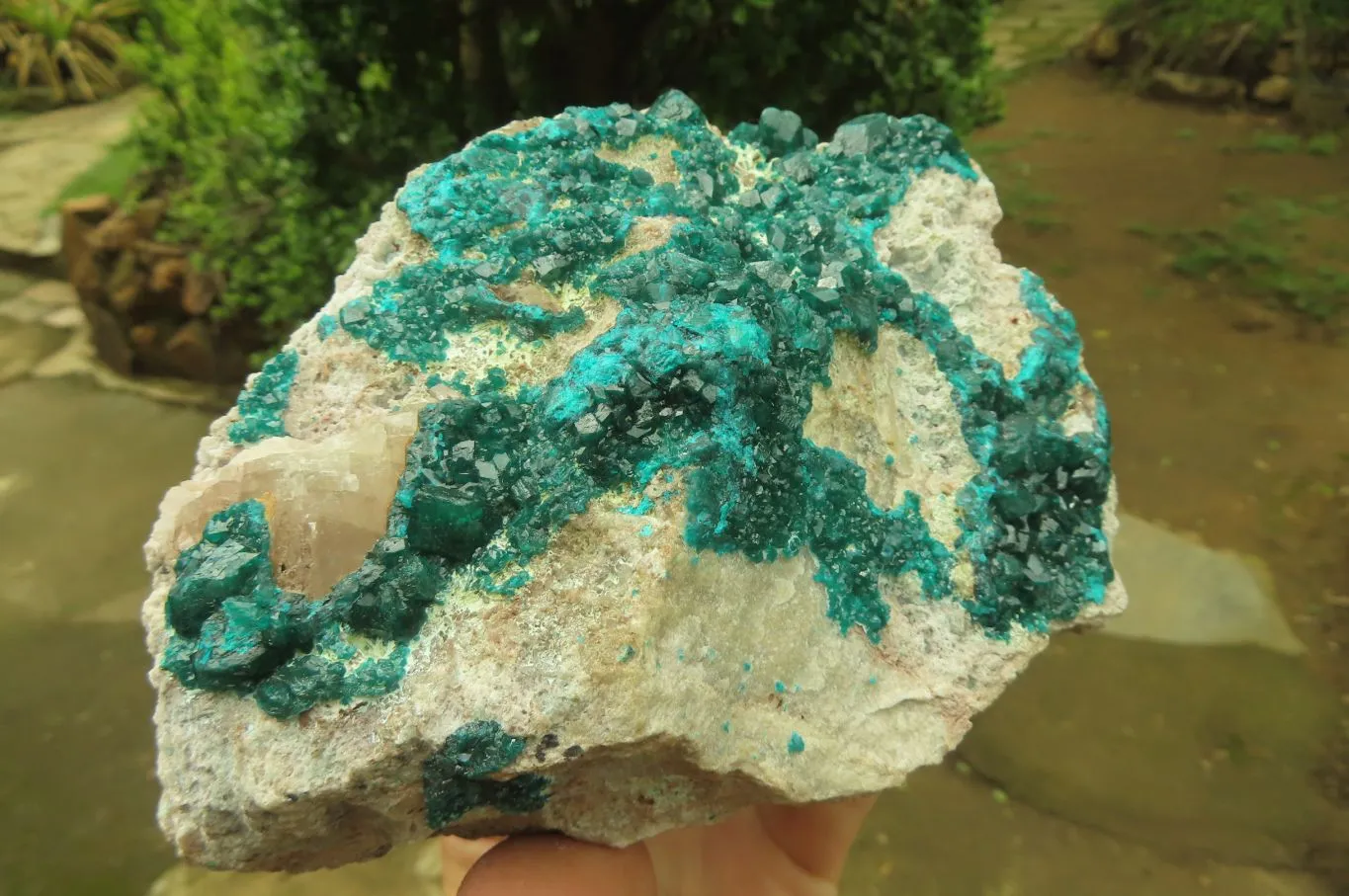 Natural Dioptase On Dolomite Specimen x 1 From Likasi, Congo