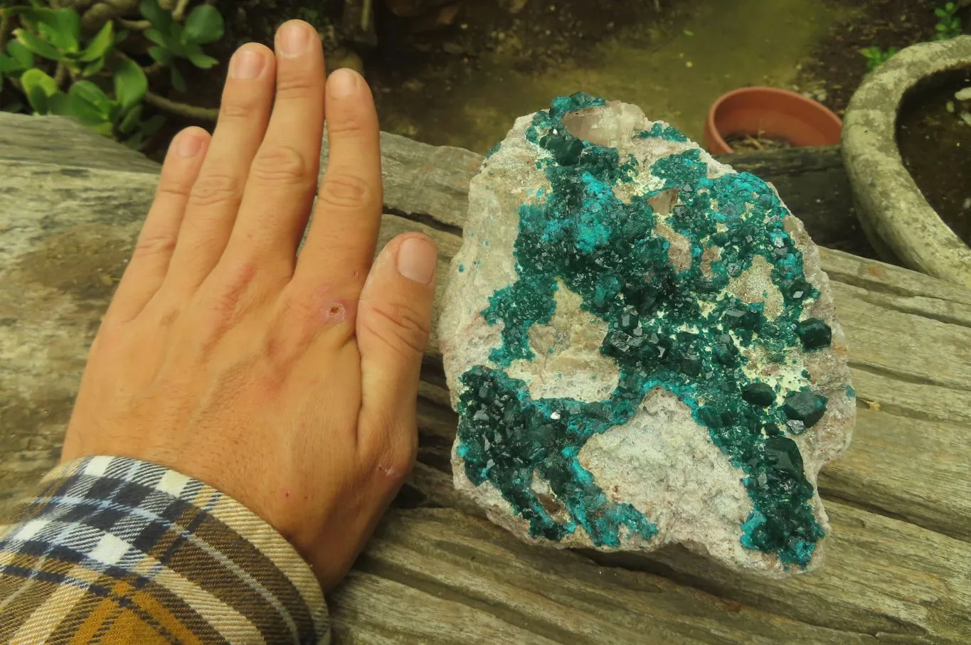 Natural Dioptase On Dolomite Specimen x 1 From Likasi, Congo