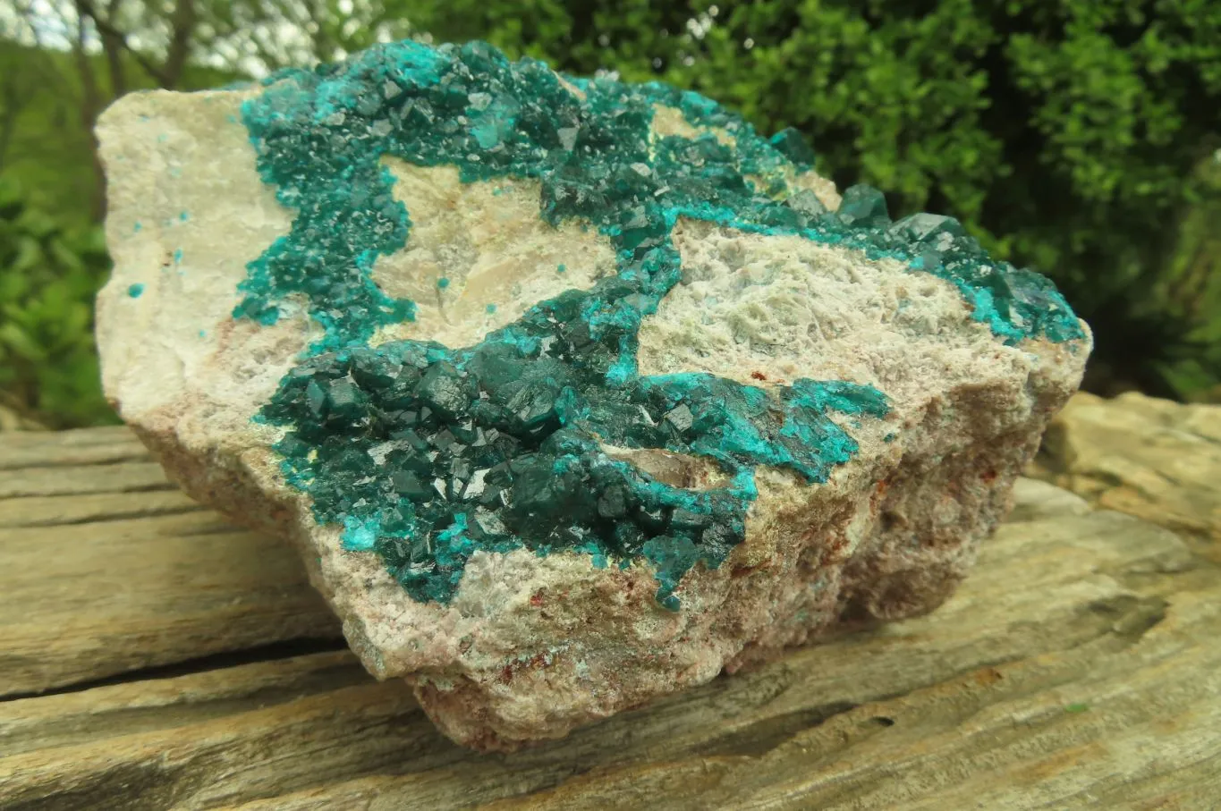 Natural Dioptase On Dolomite Specimen x 1 From Likasi, Congo