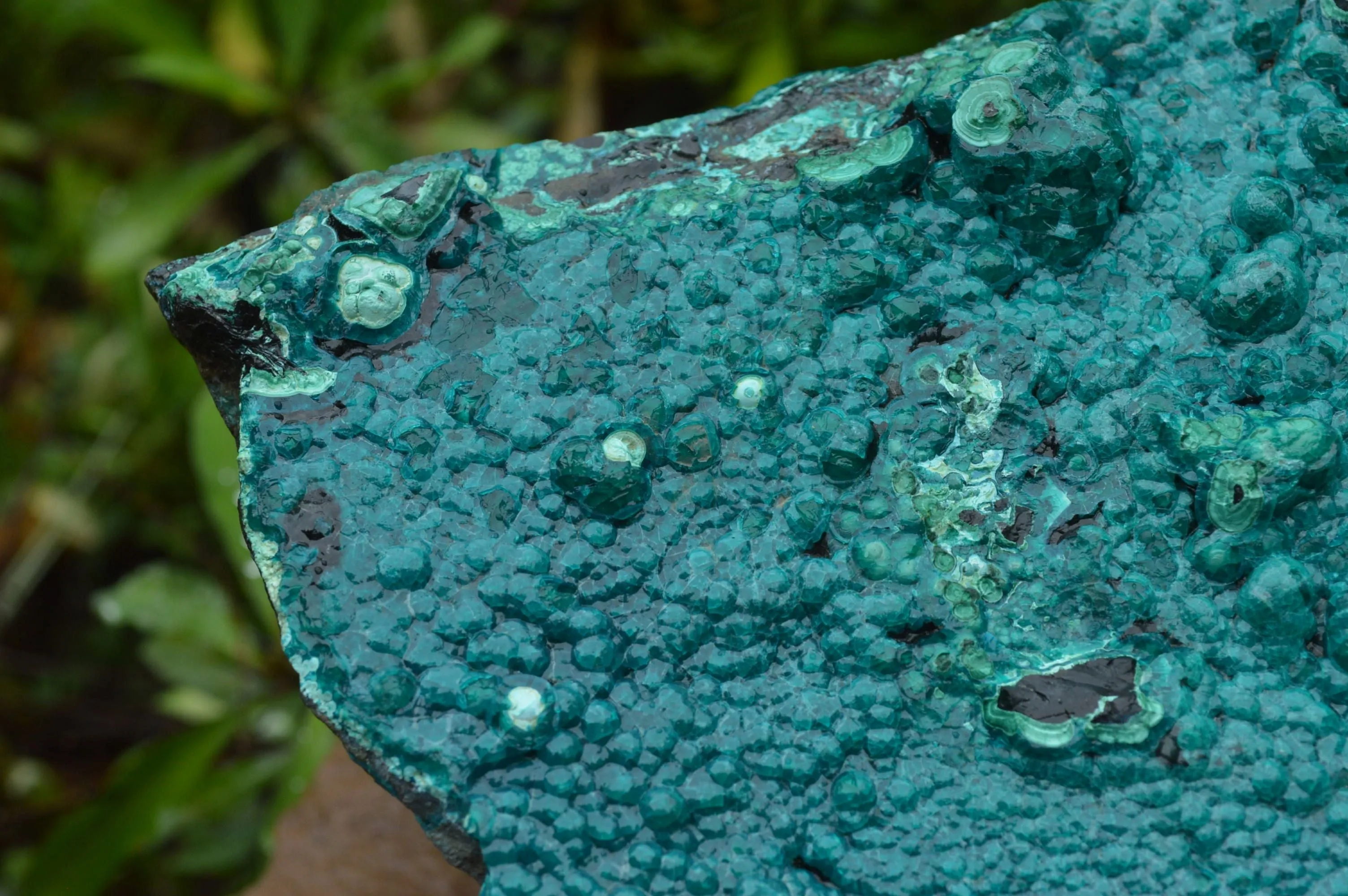 Natural Extra Large Chrysocolla Silica Botryoidal Specimen x 1 From Kulukuluku, Congo