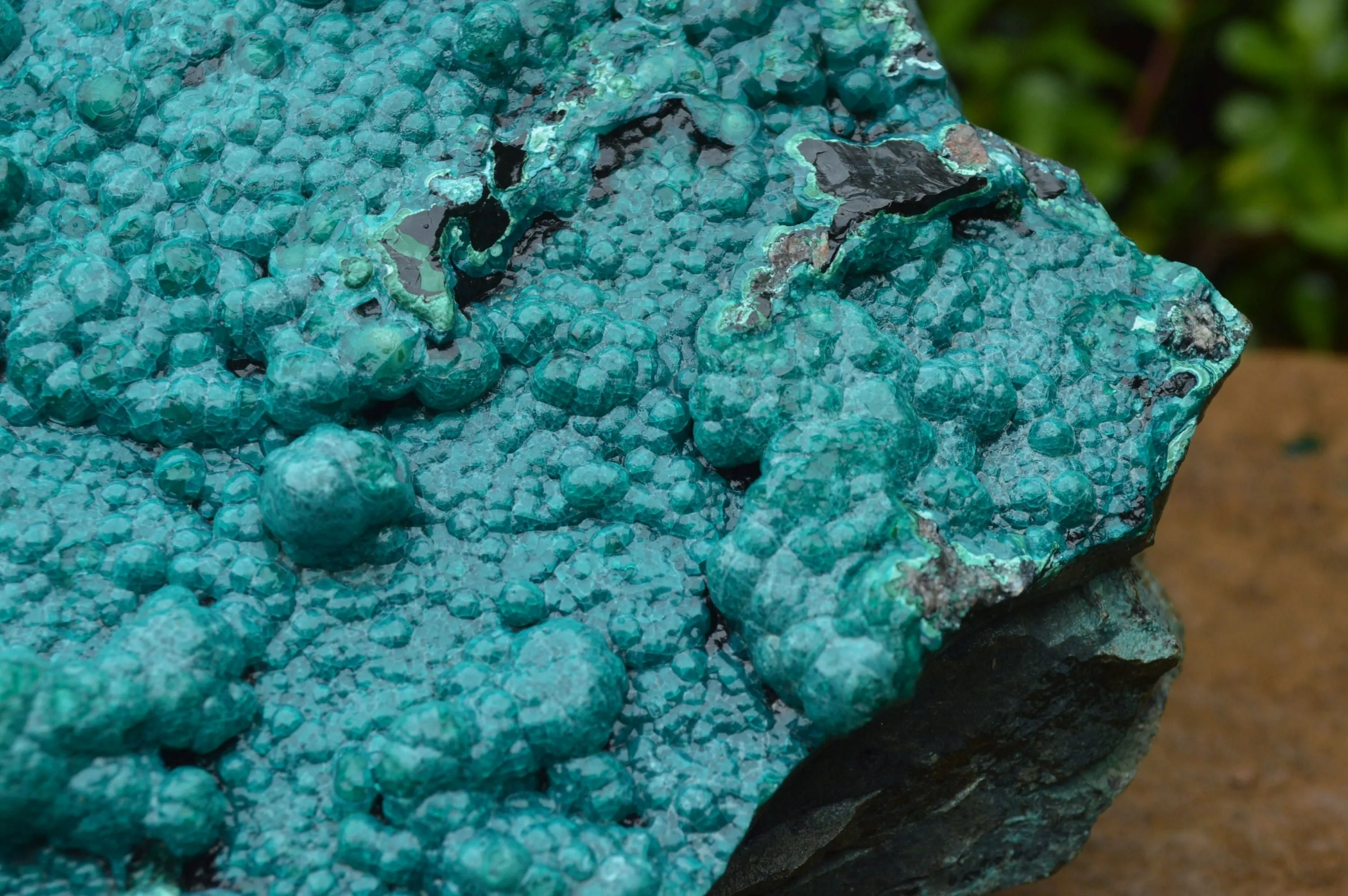 Natural Extra Large Chrysocolla Silica Botryoidal Specimen x 1 From Kulukuluku, Congo