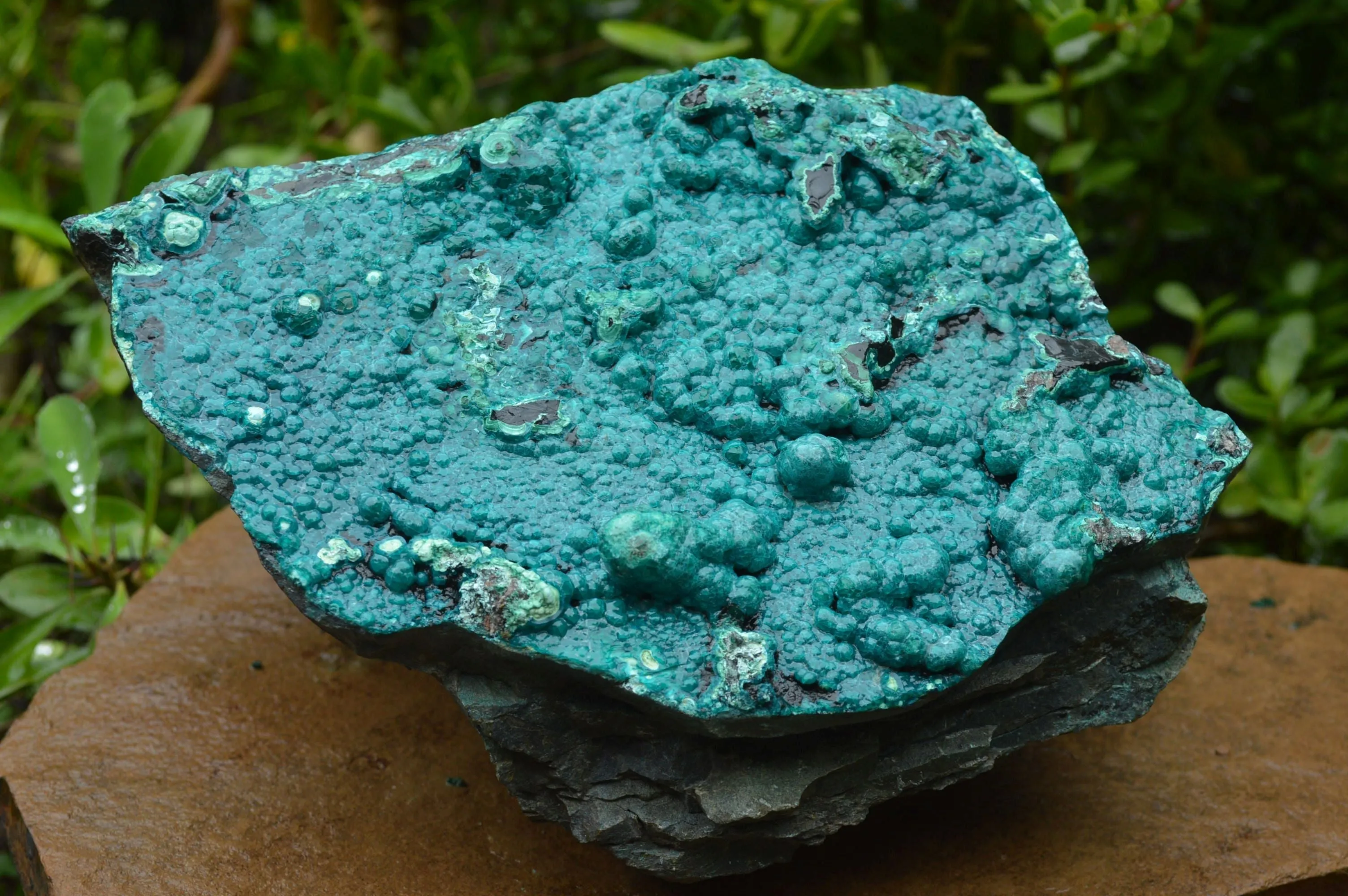 Natural Extra Large Chrysocolla Silica Botryoidal Specimen x 1 From Kulukuluku, Congo