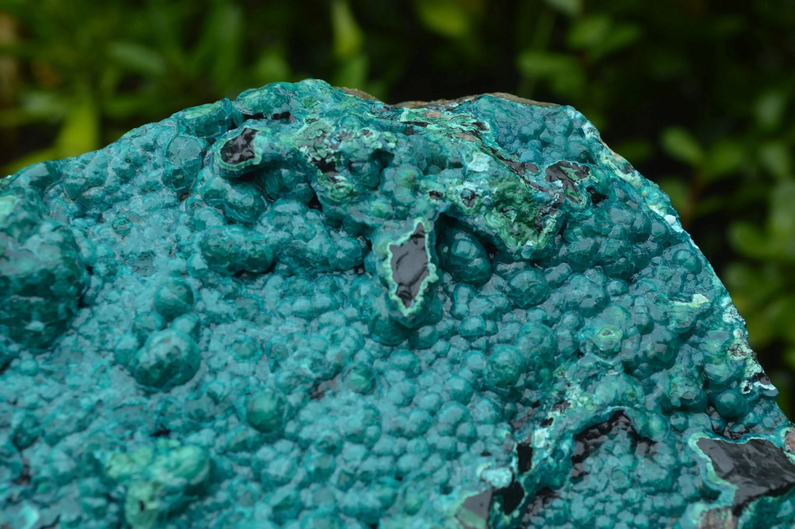 Natural Extra Large Chrysocolla Silica Botryoidal Specimen x 1 From Kulukuluku, Congo