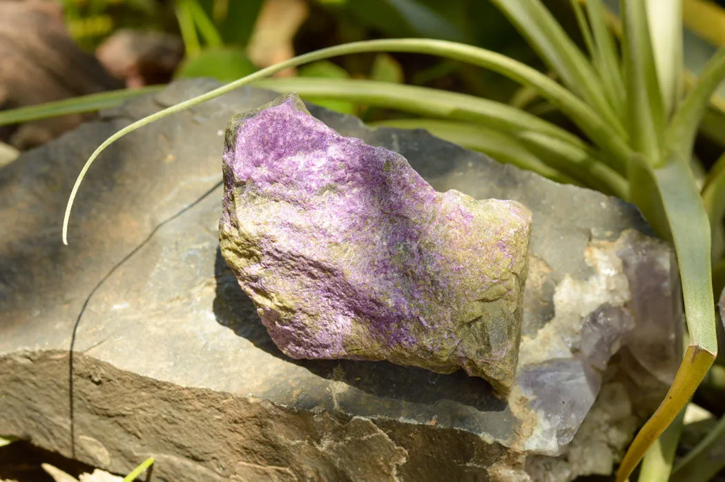 Natural Selected Purple Stichtite Specimens x 21 From Barberton, South Africa