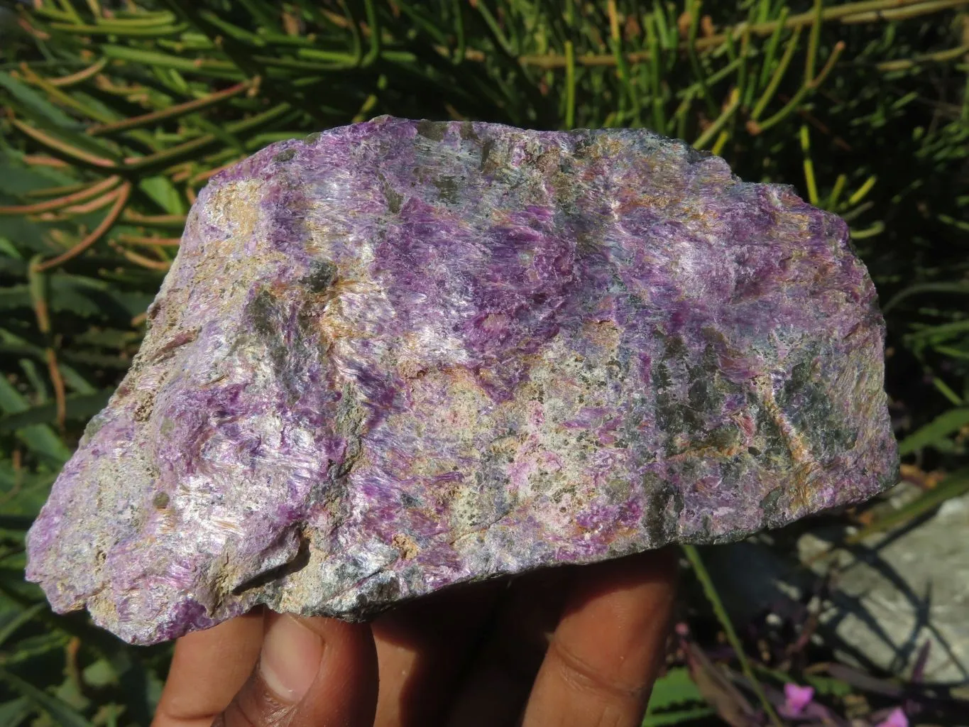 Natural Selected Rare Stichtite & Green Serpentine Specimens x 12 From Barberton, South Africa