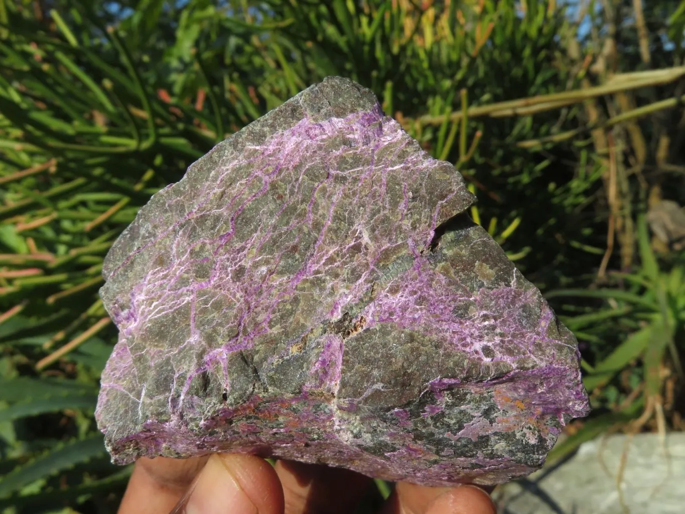 Natural Selected Rare Stichtite & Green Serpentine Specimens x 12 From Barberton, South Africa