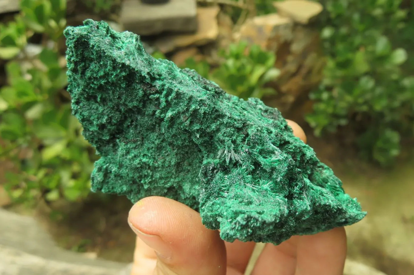 Natural Silky Malachite Specimens x 5 From Kasompe, Congo