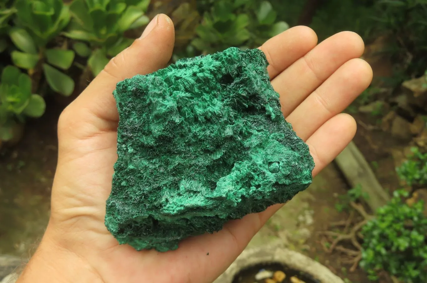 Natural Silky Malachite Specimens x 5 From Kasompe, Congo