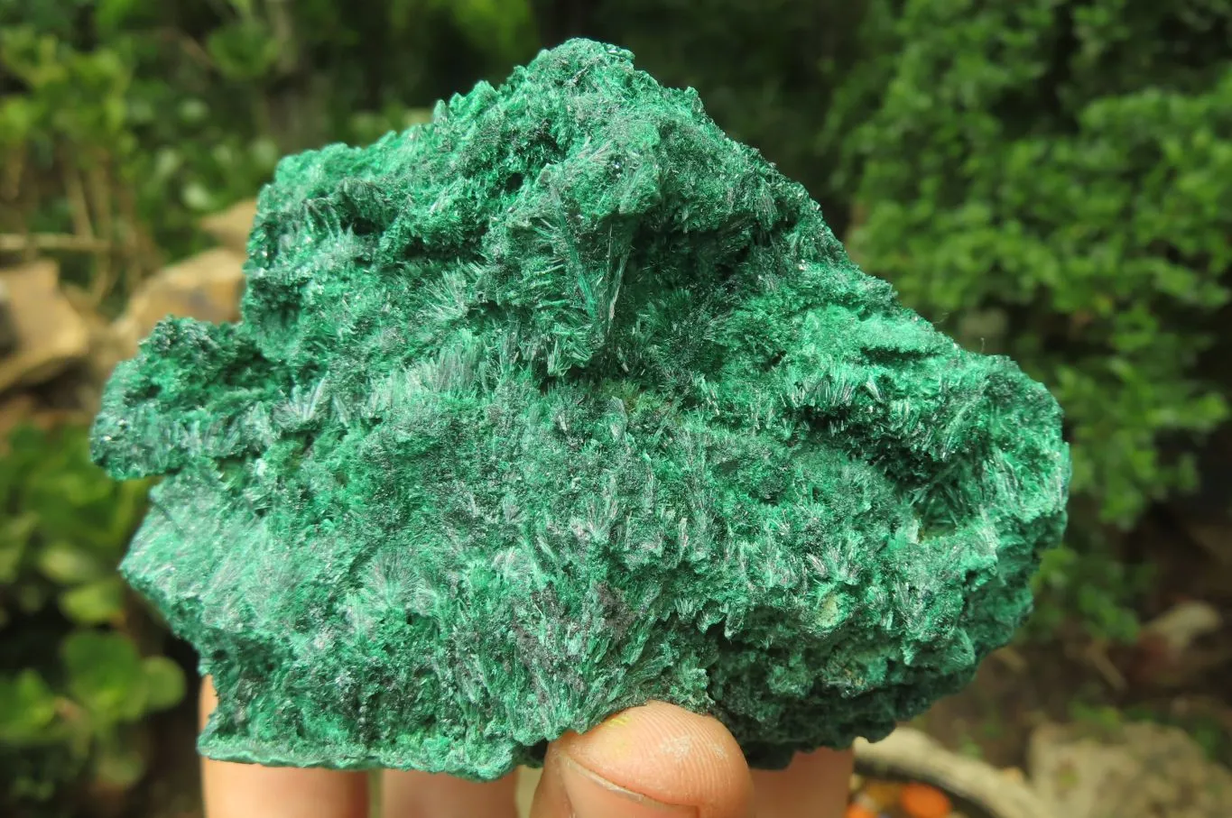 Natural Silky Malachite Specimens x 5 From Kasompe, Congo