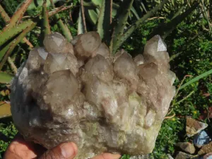 Natural Smokey Phantom Quartz Clusters Or Crystals x 1 From Luena, Congo