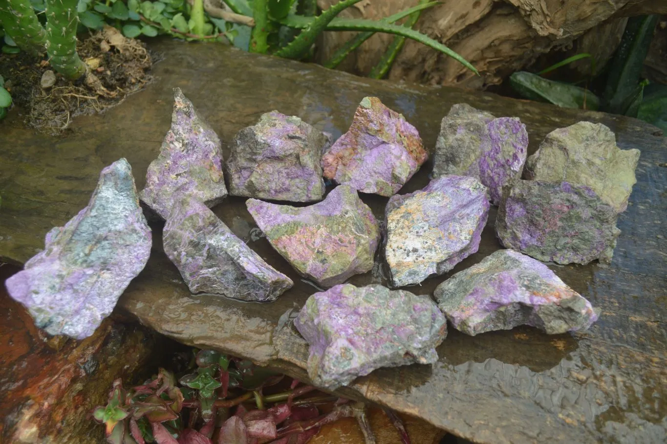 Natural Stichtite & Serpentine Cobbed Specimens x 12 From Barberton, South Africa