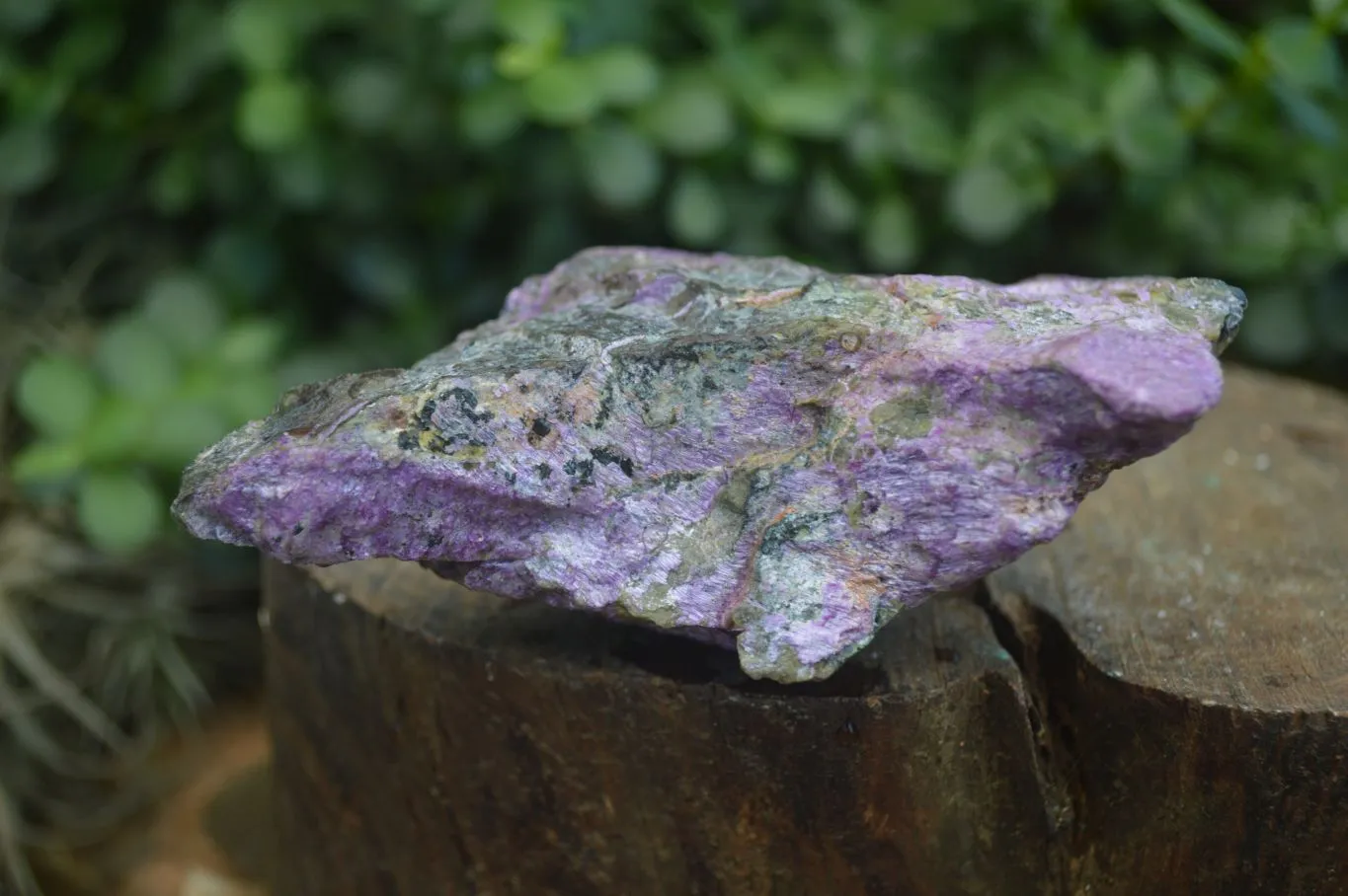 Natural Stichtite & Serpentine Cobbed Specimens x 12 From Barberton, South Africa