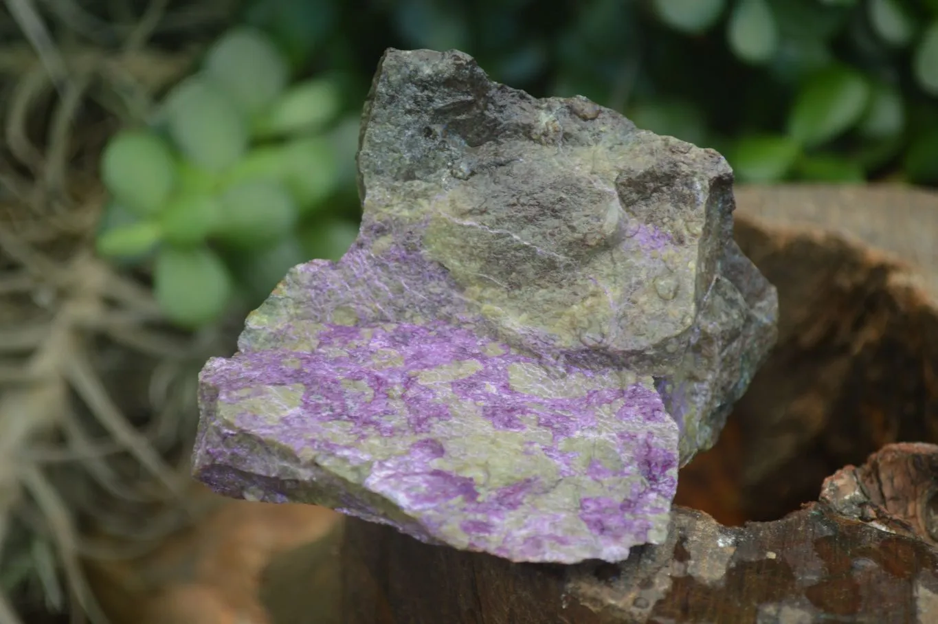 Natural Stichtite & Serpentine Cobbed Specimens x 12 From Barberton, South Africa