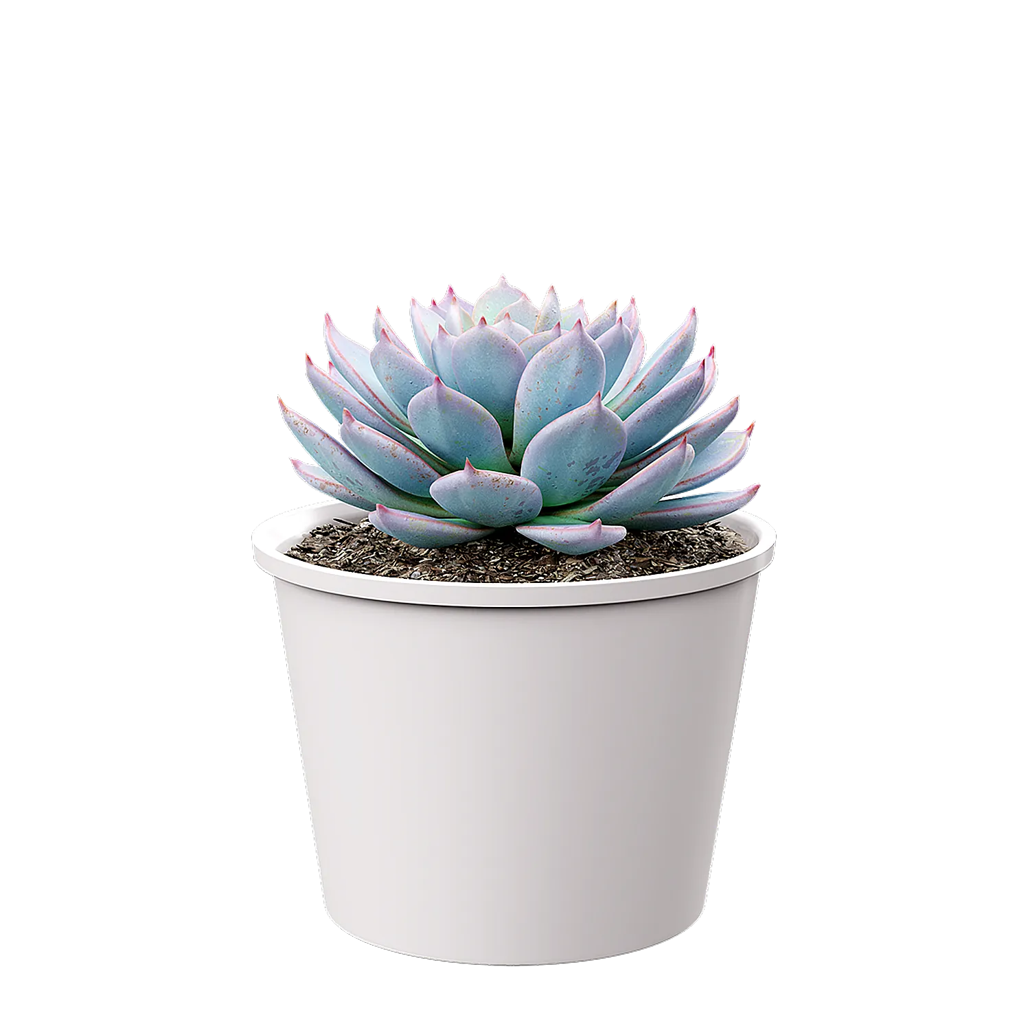 Plant Succulent Morning Beauty