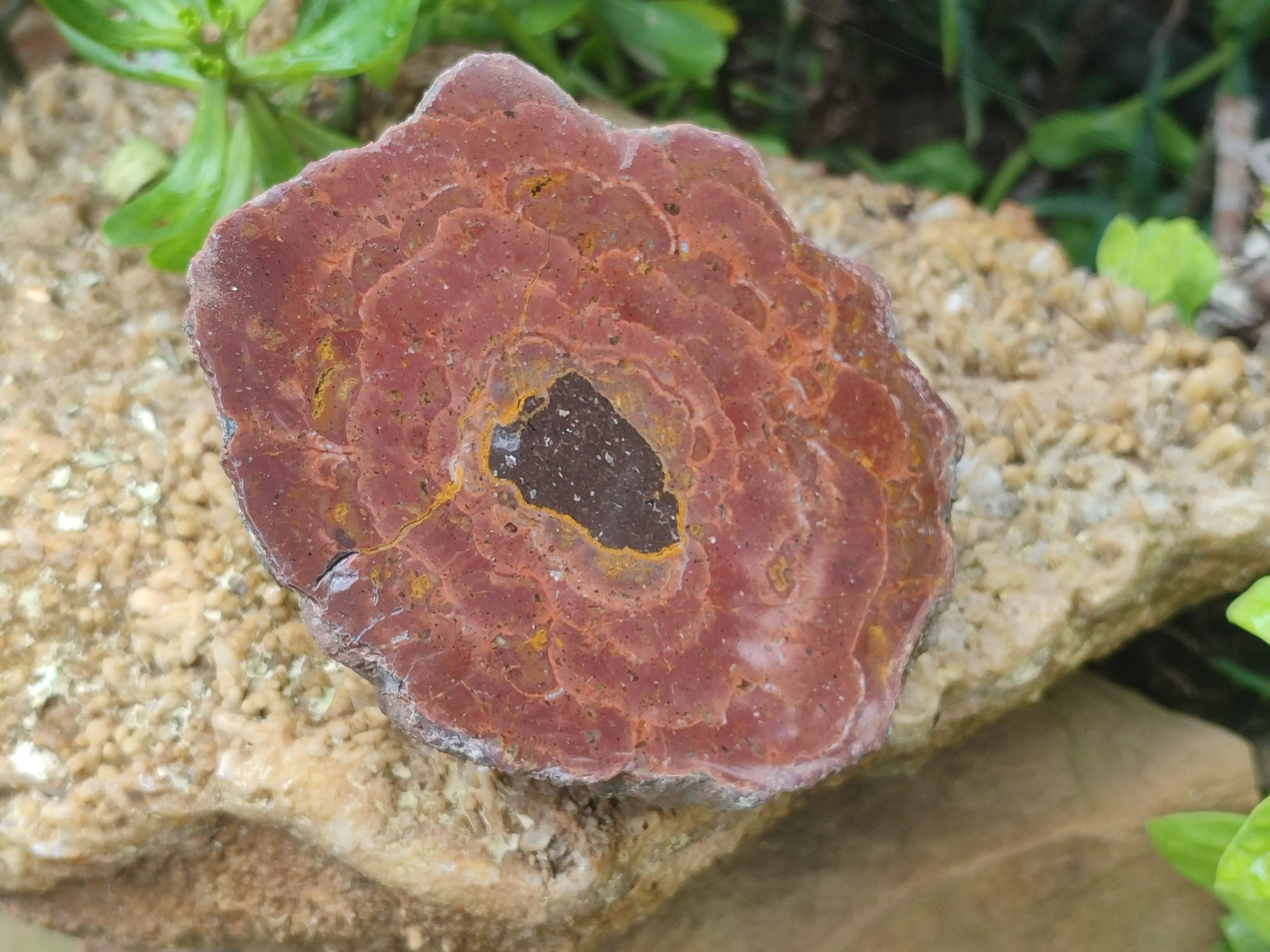 Polished Iron Agate Nodule Pair x 1 From Northern Cape, South Africa