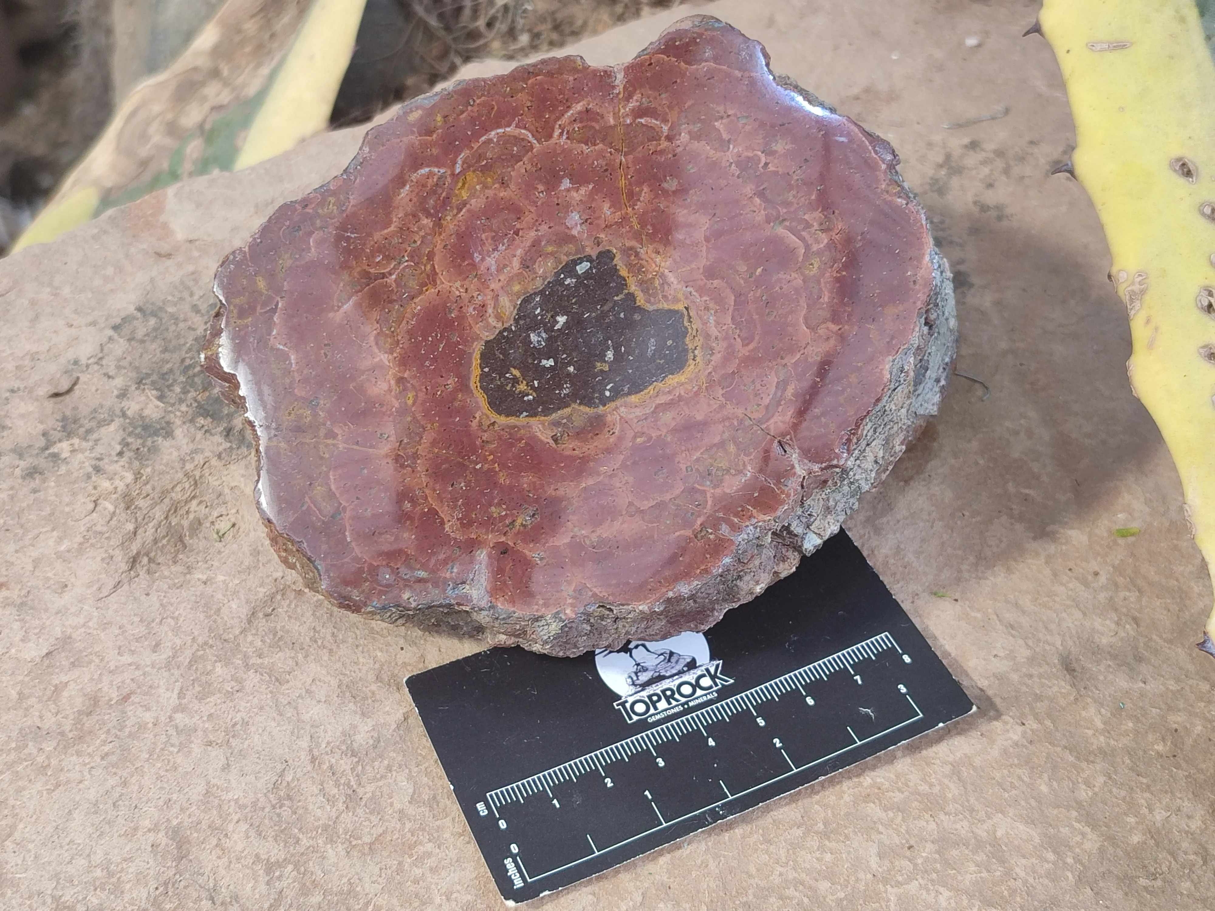 Polished Iron Agate Nodule Pair x 1 From Northern Cape, South Africa