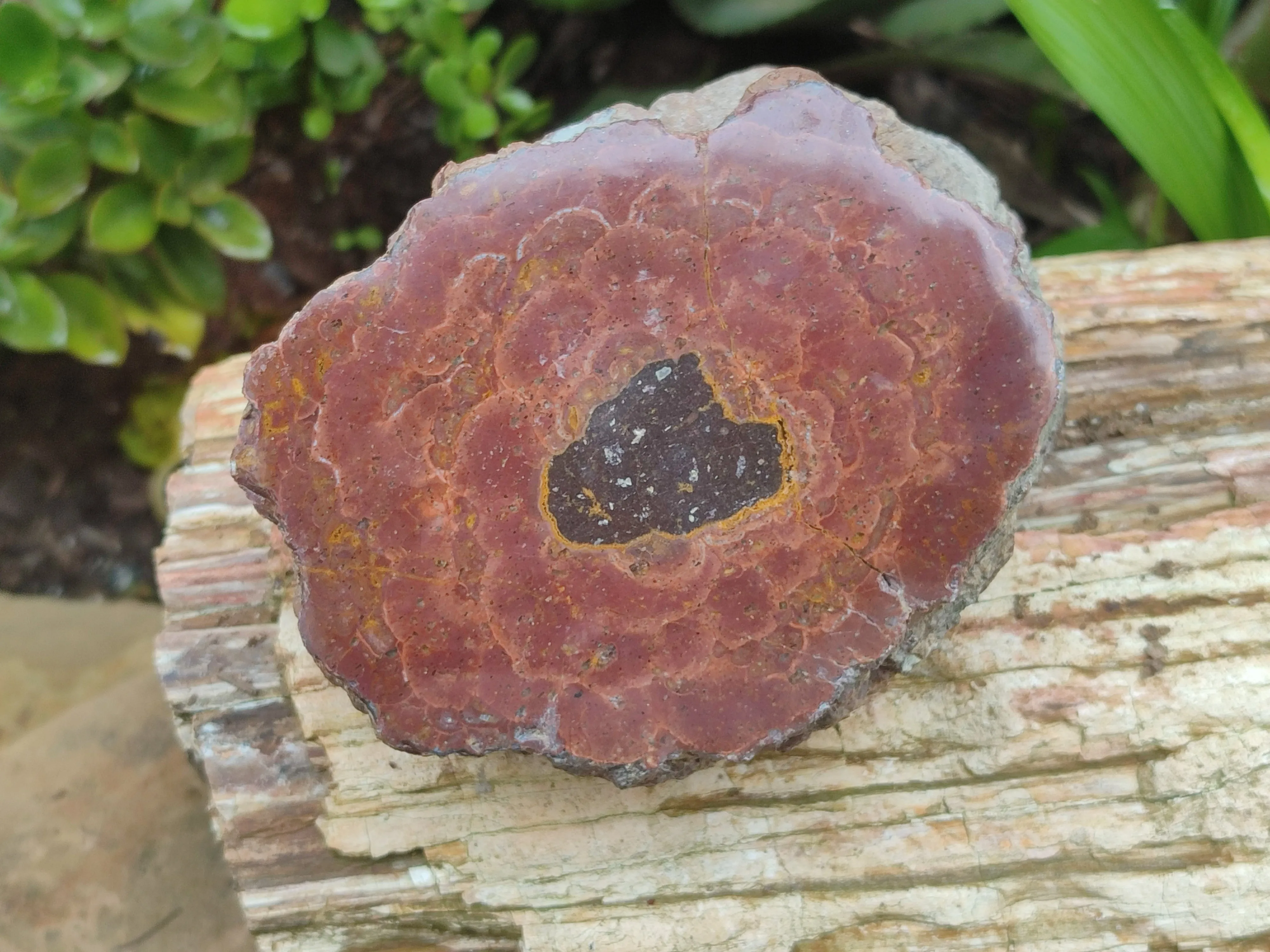 Polished Iron Agate Nodule Pair x 1 From Northern Cape, South Africa