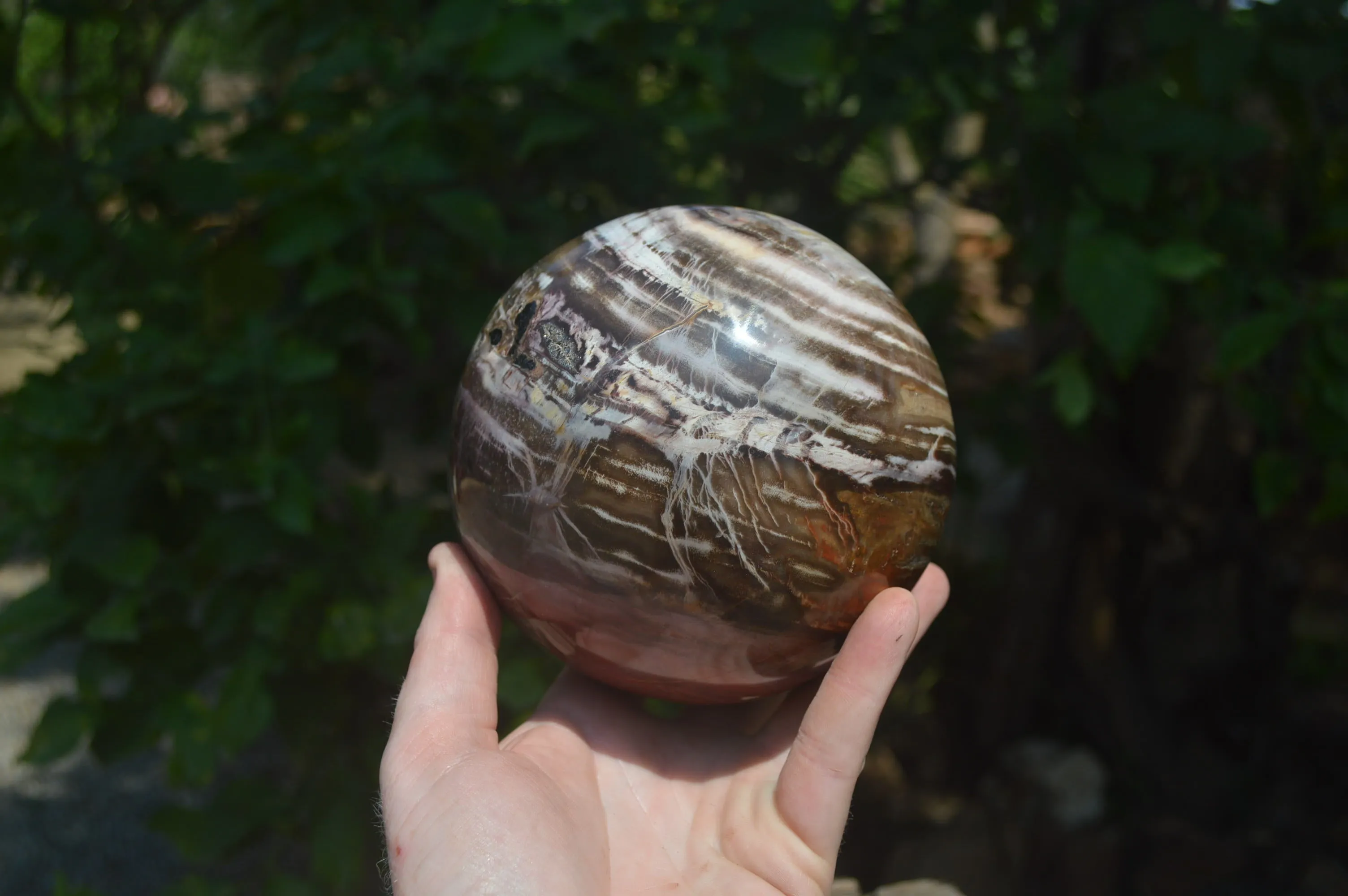 Polished Podocarpus Petrified Wood Sphere x 1 From Mahajanga, Madagascar