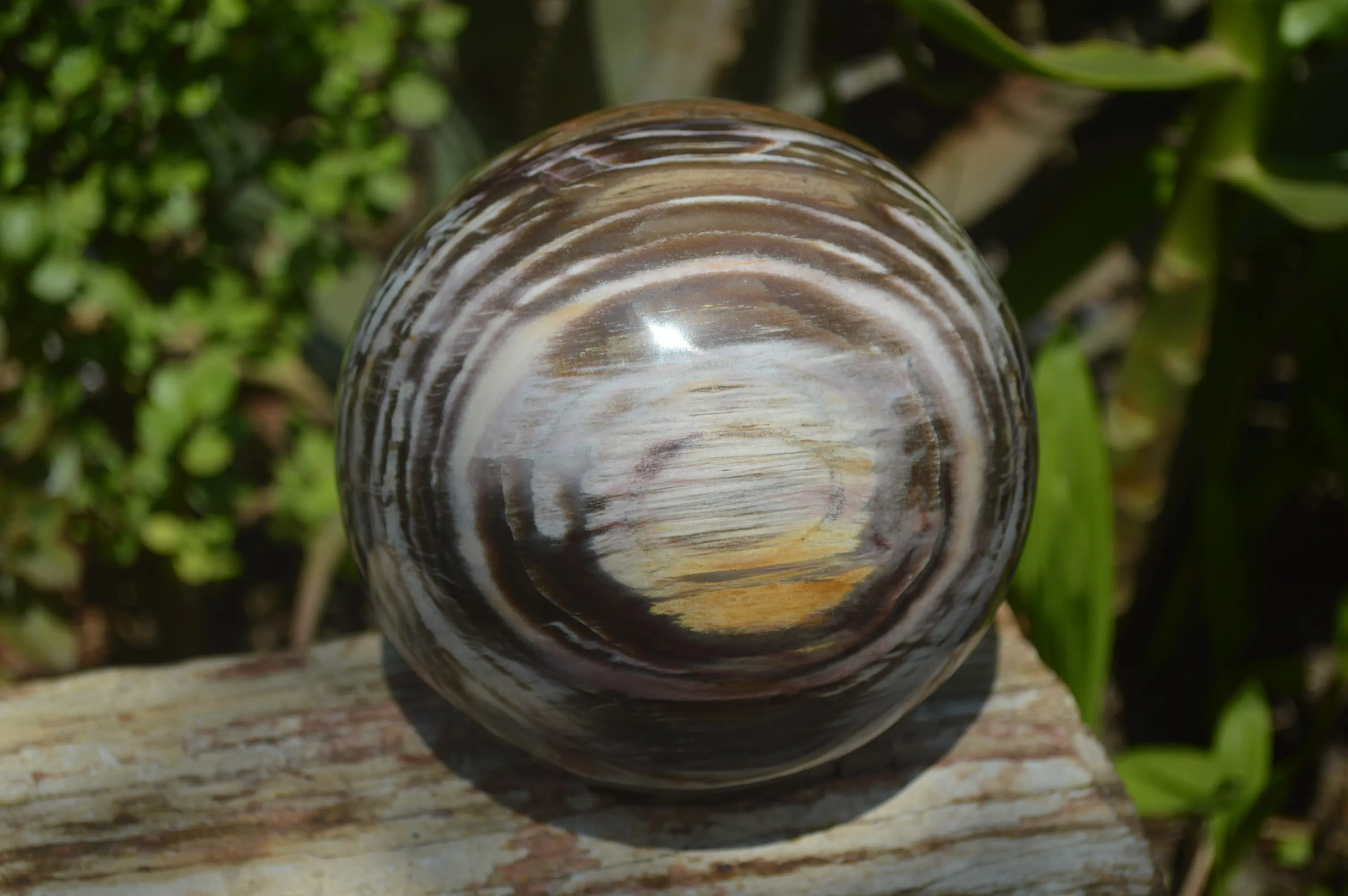 Polished Podocarpus Petrified Wood Sphere x 1 From Mahajanga, Madagascar