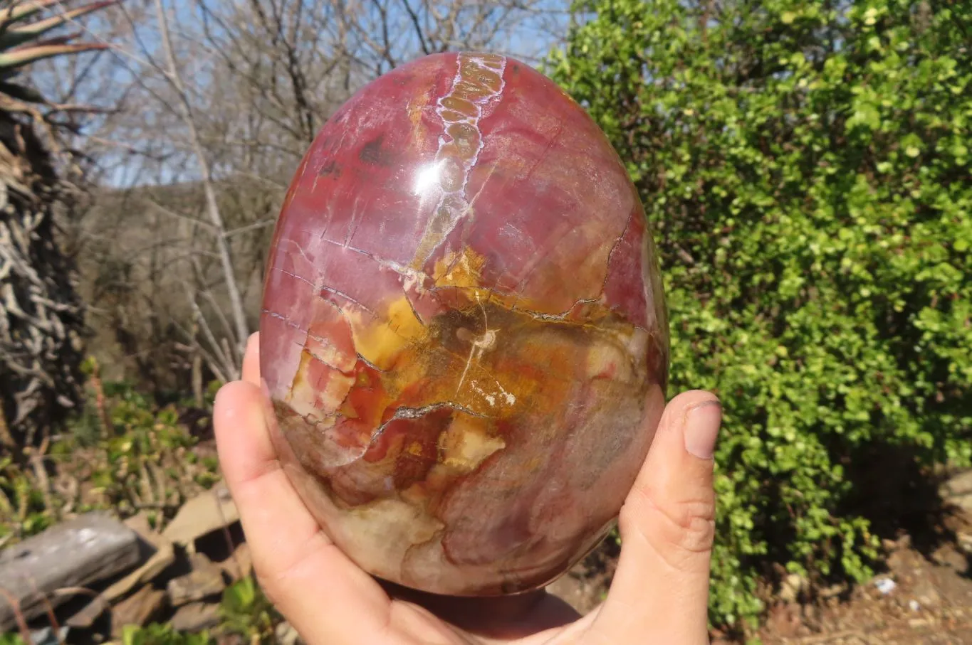 Polished Red Podocarpus Petrified Wood Standing Free Form x 1 From Mahajanga, Madagascar