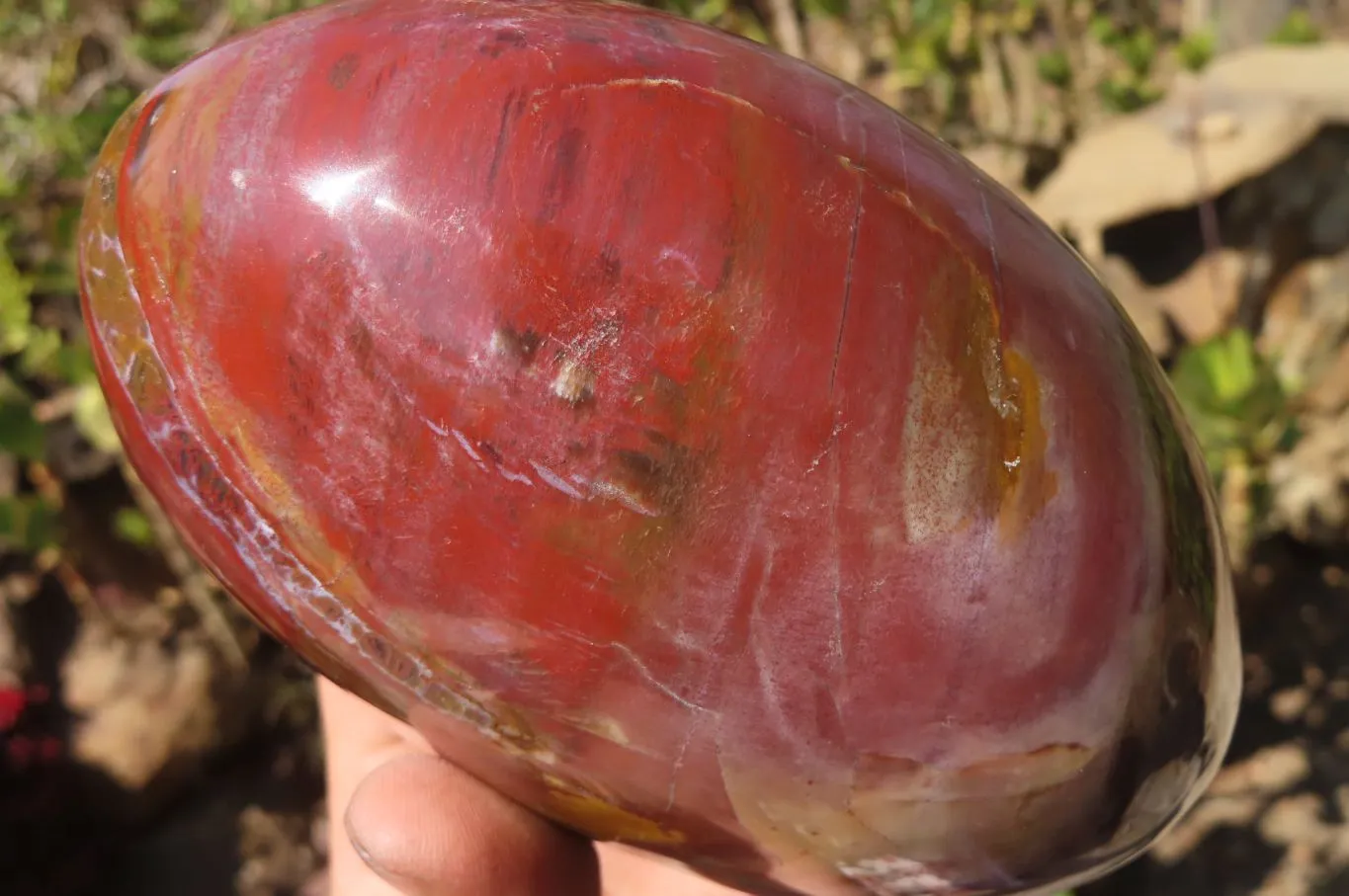 Polished Red Podocarpus Petrified Wood Standing Free Form x 1 From Mahajanga, Madagascar