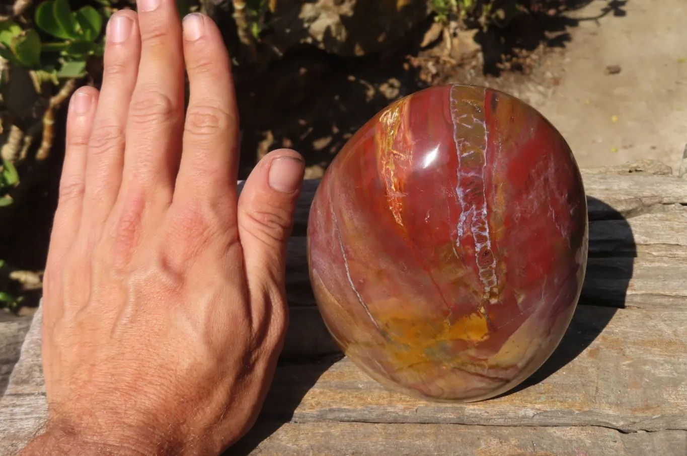 Polished Red Podocarpus Petrified Wood Standing Free Form x 1 From Mahajanga, Madagascar