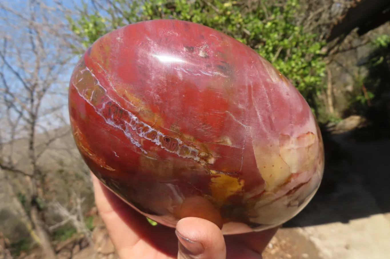 Polished Red Podocarpus Petrified Wood Standing Free Form x 1 From Mahajanga, Madagascar