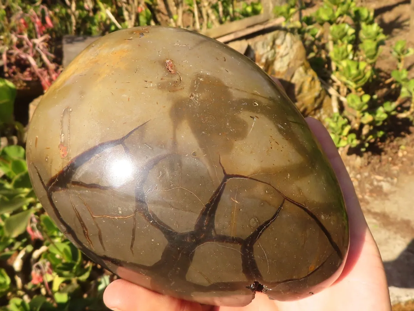 Polished Septerye Sauvage "Dragons" Egg Geode x 1 From Madagascar