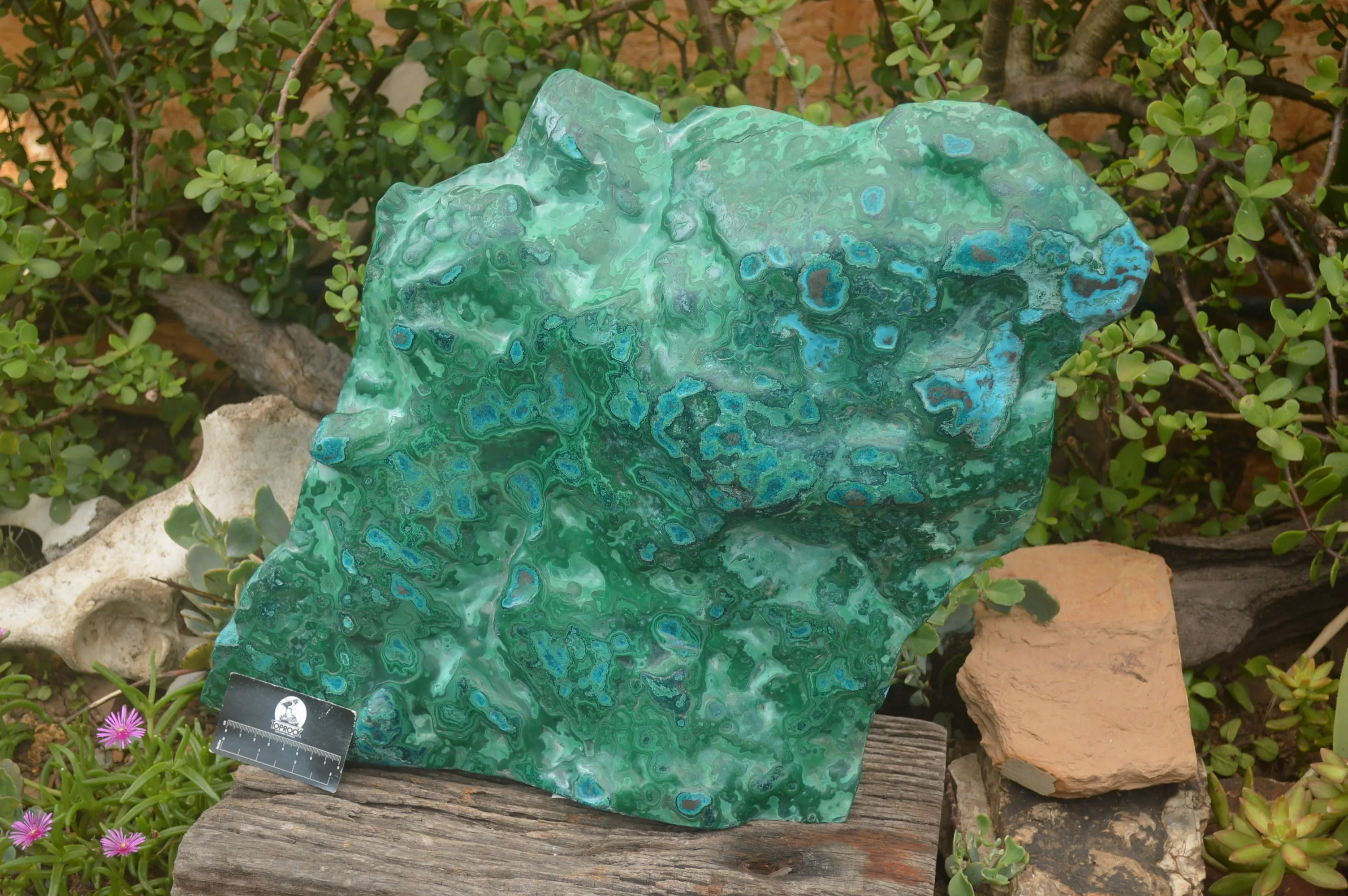 Polished XXL Malacholla (Chrysocolla & Malachite) Standing Display Piece  x 1 From Congo