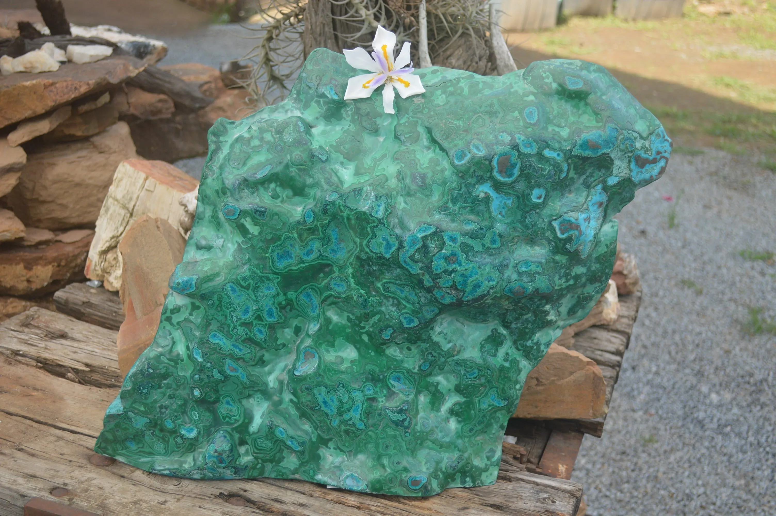 Polished XXL Malacholla (Chrysocolla & Malachite) Standing Display Piece  x 1 From Congo