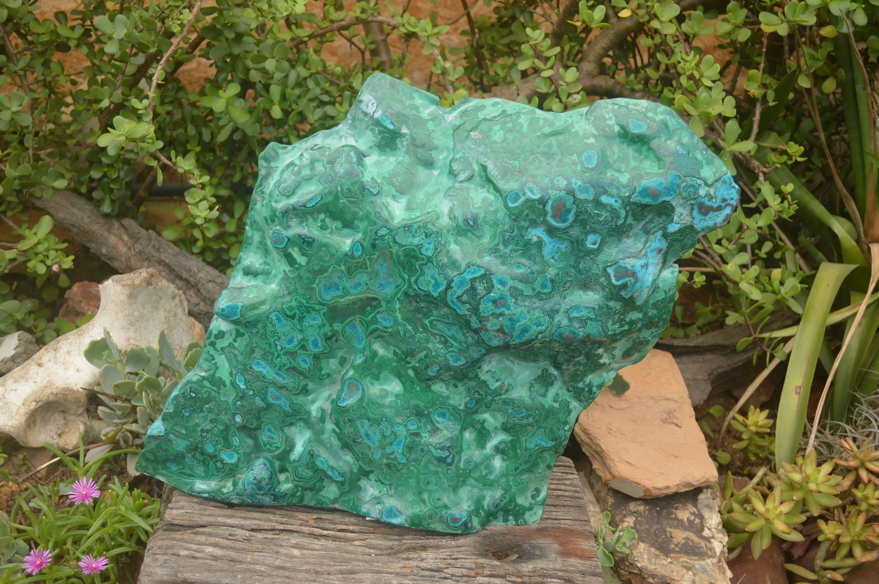 Polished XXL Malacholla (Chrysocolla & Malachite) Standing Display Piece  x 1 From Congo